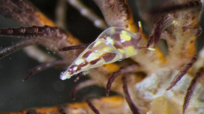 a tiny marine snail with a pointy shell on an feather star